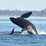 Contributed photo/ Jeanne Hyde                                A breaching Southern resident orca.