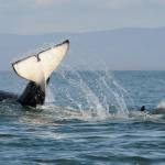 Photo by Candice Emmons/NOAA Fisheries