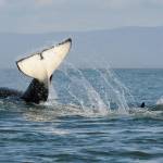 Photo by Candice Emmons/NOAA Fisheries