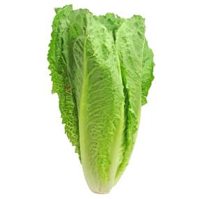 Contributed photo                                Romaine lettuce.