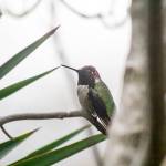 Staff photo/Mandi Johnson