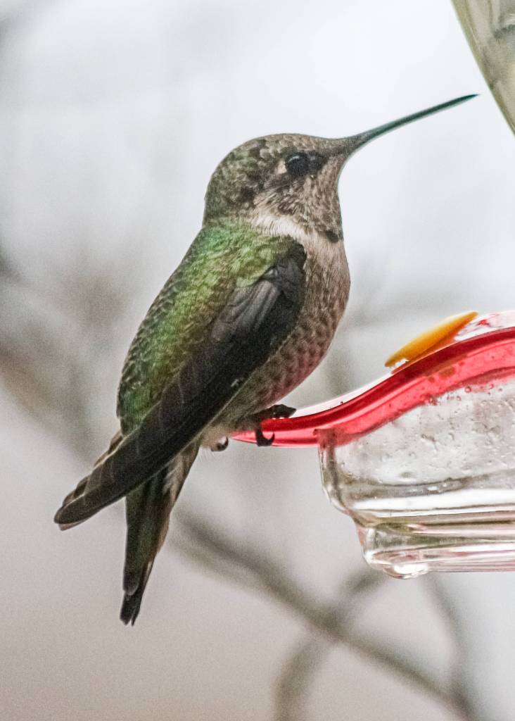 Staff photo/Mandi Johnson