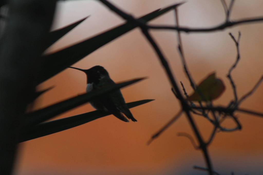 Staff photo/Mandi Johnson