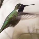 Staff photo/Mandi Johnson