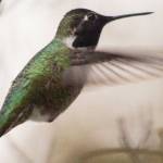 Staff photo/Mandi Johnson