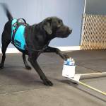 Contributed photo                                Keegan helped train dogs with PADs for Parkinsons.