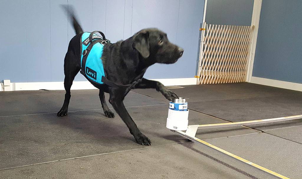 Contributed photo                                Keegan helped train dogs with PADs for Parkinsons.