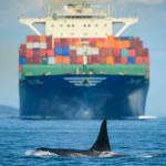 Vessel exhaust’s effect on Southern resident killer whales | Update