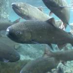 Contributed photo/Michael Humling, U.S. Fish Wildlife Service                                Spring Chinook Salmon.