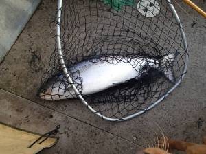 Contributed photo/Kwiaht                                Blackmouth salmon.