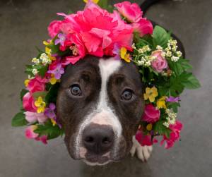 Animal Protection Society presents Pet of the Week