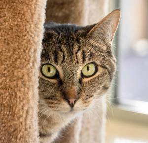 Animal Protection Society presents Pet of the Week