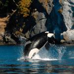 Contributed photo/Center for Whale Research                                J2 was one of the longest living Southern residents.