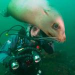 Contributed/Bob Friel photo                                SeaDoc Science Director Joe Gaydos is nuzzled by a Steller sea lion while diving off Hornby Island.