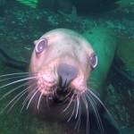 Contributor/Bob Friel photo                                A curious Steller sea lion makes eye contact during a dive off Hornby Island.