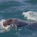 Contributed photos/Bob Friel                                Main: SeaDoc Science Director Joe Gaydos is nuzzled by a Steller sea lion while diving off Hornby Island. Above: A curious Steller sea lion makes eye contact during a dive off Hornby Island. Bottom: A Steller sea lion side-eyes the photographer.