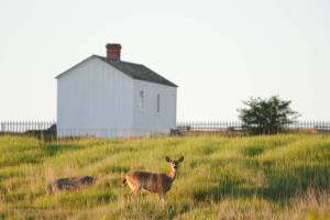Staff photo/Tate Thomson                                American camp.