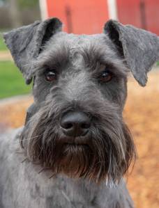 Schatzie the Schnauzer | Pet of the week