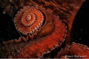 SeaDoc Society’s Ocean Night features marine photography