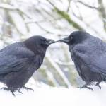Contributed photo / June Hunter of Vancouver, Canada                                George and Mabel: a crow love story.