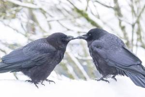 Contributed photo / June Hunter of Vancouver, Canada                                George and Mabel: a crow love story.