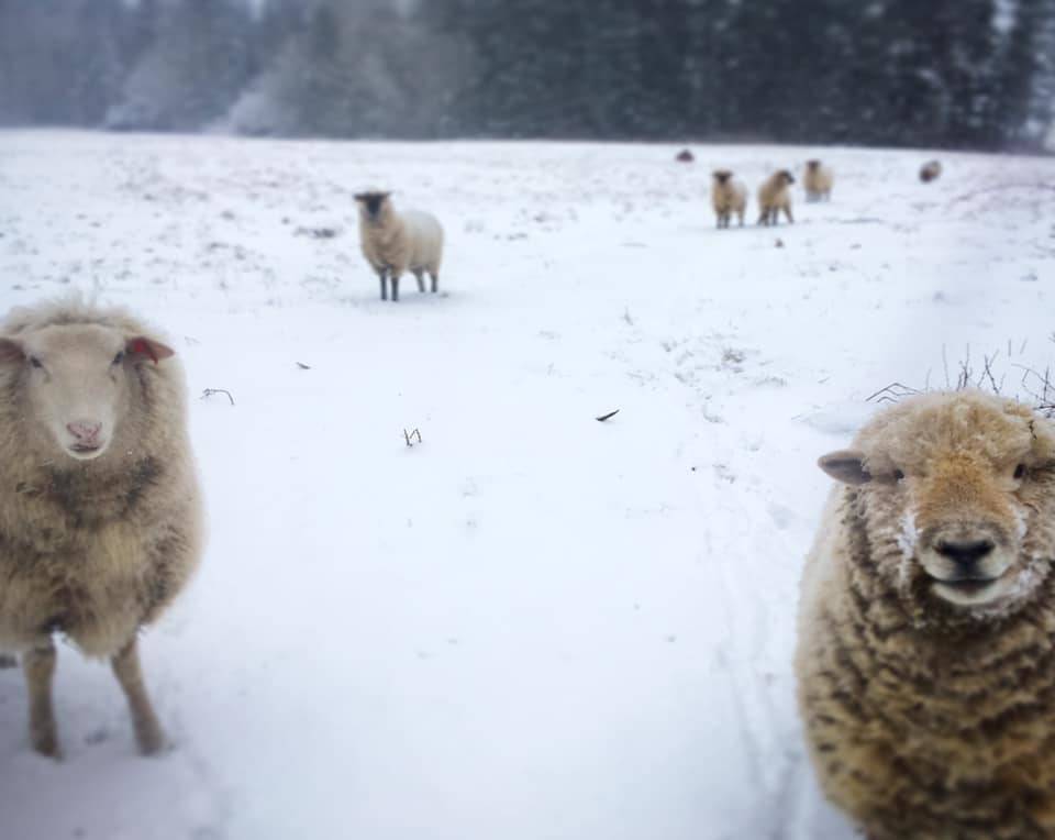 Crystal Rovente photo