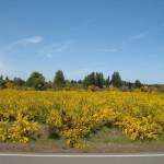 Contributed photo/https://www.nwcb.wa.gov/weeds/scotch-broom                                Invasive plant, Scotch Broom.