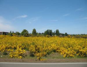 Contributed photo/https://www.nwcb.wa.gov/weeds/scotch-broom                                Invasive plant, Scotch Broom.