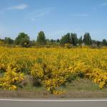 Gov. Inslee Highlights Need to Stop Invasive Species with Awareness Week