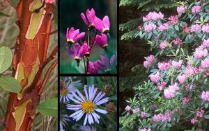 2019 Annual Master Gardeners Native Plant Sale