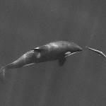 Contributed photo/ John Durban (NOAA Fisheries/Southwest Fisheries Science Center), Holly Fearnbach (SR3: SeaLife Response, Rehabilitation and Research) and Lance Barrett-Lennard (Vancouver Aquariums Coastal Ocean Research Institute).                                A young resident killer whale chases a chinook salmon in the Salish Sea near San Juan Island, Washington State, in September 2017. Image obtained under NMFS permit #19091.