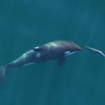 Contributed photo/ John Durban (NOAA Fisheries/Southwest Fisheries Science Center), Holly Fearnbach (SR3: SeaLife Response, Rehabilitation and Research) and Lance Barrett-Lennard (Vancouver Aquariums Coastal Ocean Research Institute).                                A young resident killer whale chases a chinook salmon in the Salish Sea near San Juan Island, Washington State, in September 2017. Image obtained under NMFS permit #19091.