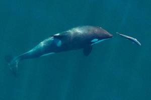 Contributed photo/ John Durban (NOAA Fisheries/Southwest Fisheries Science Center), Holly Fearnbach (SR3: SeaLife Response, Rehabilitation and Research) and Lance Barrett-Lennard (Vancouver Aquariums Coastal Ocean Research Institute).                                A young resident killer whale chases a chinook salmon in the Salish Sea near San Juan Island, Washington State, in September 2017. Image obtained under NMFS permit #19091.