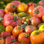 Master Gardeners plant sale at the Mullis Center