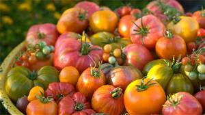 Master Gardeners plant sale at the Mullis Center