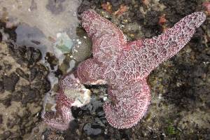 Sea stars return to Salish Sea