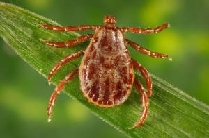 Possible case Lyme disease in San Juan County