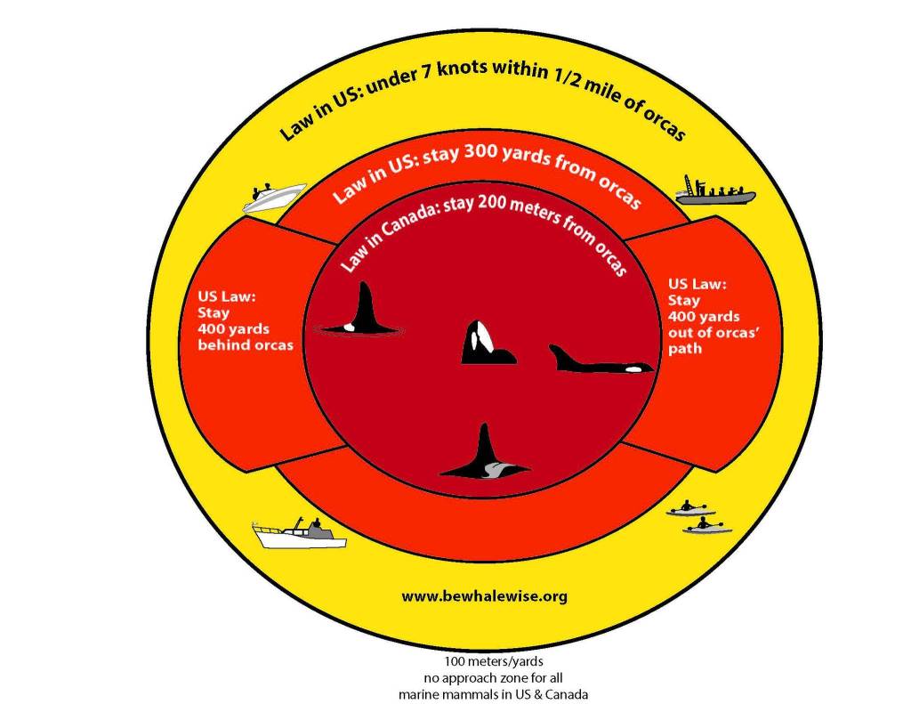 (Graphic courtesy of Be Whale Wise)