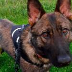 New K-9 Capability in San Juan County