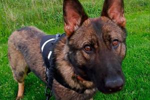 New K-9 Capability in San Juan County