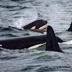 Campaign launched for San Juan County Orca Protection Initiative