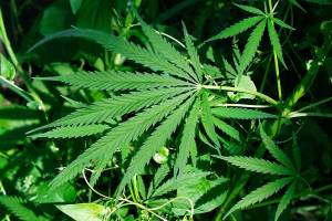 Council hears testimony on marijuana moratorium