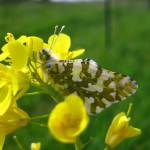 Contributed photo/Karen Reagan, USFWS                                A Marble Butterfly.
