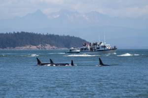 Whale watchers oppose distance initiative
