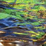 Learn the secrets of seaweed with Ryan Drum