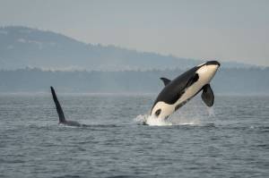 J26 (brother) with J16 (mother) breaching. (Photo: Katy Foster)