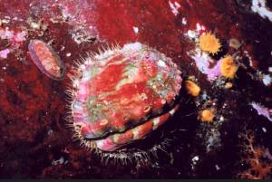 Contributed photo/seadocsociety.org                                Pinto abalone.