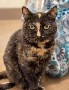 Sue | Pet of the Week