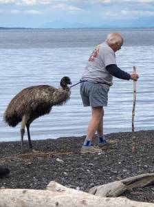 The great Orcas emu rescue