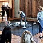 Contributed photo. Lisa Holt of PADs for Parkinsons and volunteer dogs demonstrate the PADs training program at the Womens Fund luncheon.